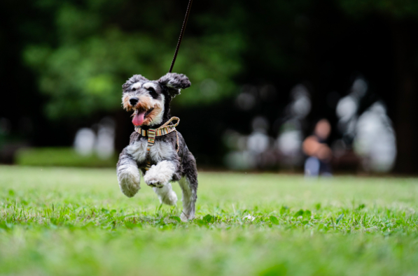 犬と一緒に暮らしている人の67.9%が「プロによる愛犬との出張写真撮影サービス」に興味のサブ画像10