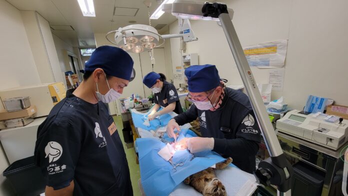 取材依頼　沖縄県愛護センターでノラ猫の不妊手術の再開を、知事に要望書提出　のメイン画像