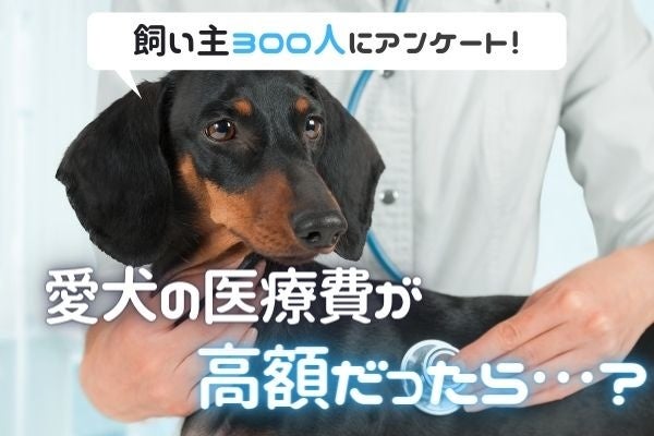 愛犬の医療費は備えてる？わんちゃんの病院代事情！5万円以上の治療は諦める飼い主さんも〇％【飼い主300人アンケート】のサブ画像1