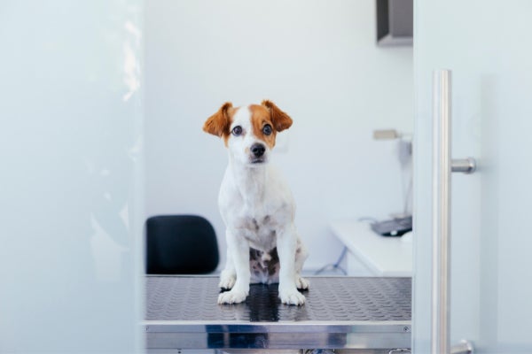 愛犬の医療費は備えてる？わんちゃんの病院代事情！5万円以上の治療は諦める飼い主さんも〇％【飼い主300人アンケート】のサブ画像9