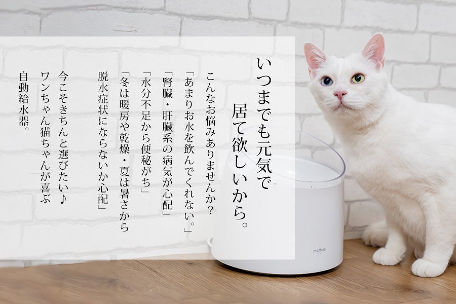 ワンちゃんネコちゃんの健康の為に。『僕らの為の美味しい水』自動給水器誕生！！のサブ画像2