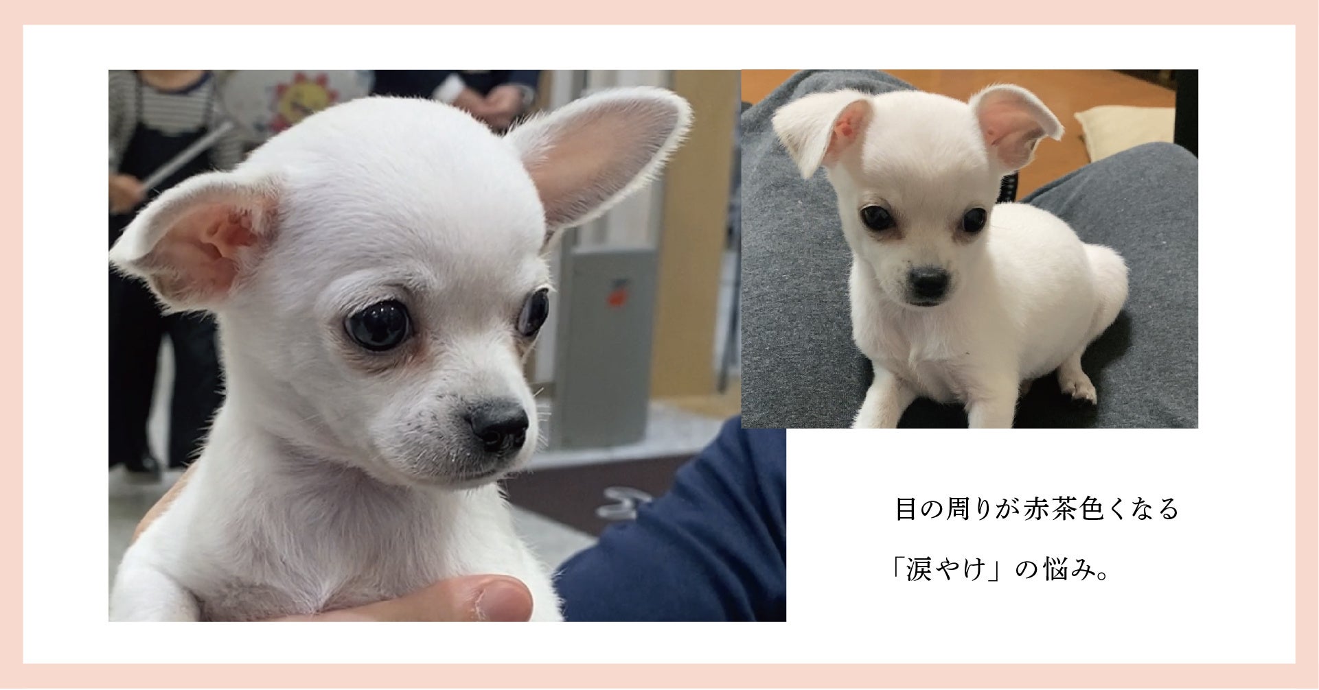 ​​犬の無添加おやつとごはん「ROCCA&Dog FRIENDLY」の販売サイトが2022年6月10日（金）オープン！のサブ画像8