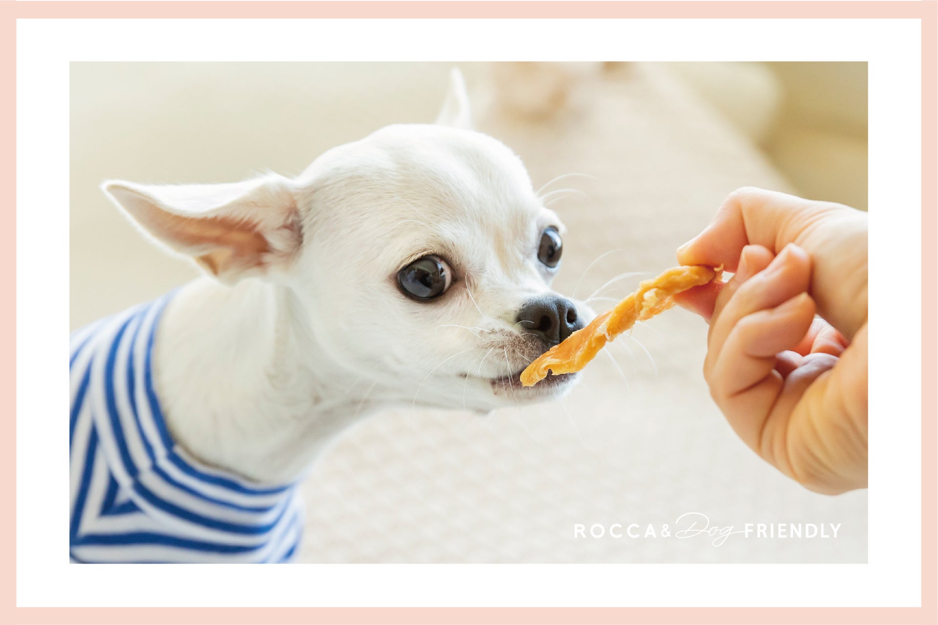 ​​犬の無添加おやつとごはん「ROCCA&Dog FRIENDLY」の販売サイトが2022年6月10日（金）オープン！のサブ画像9