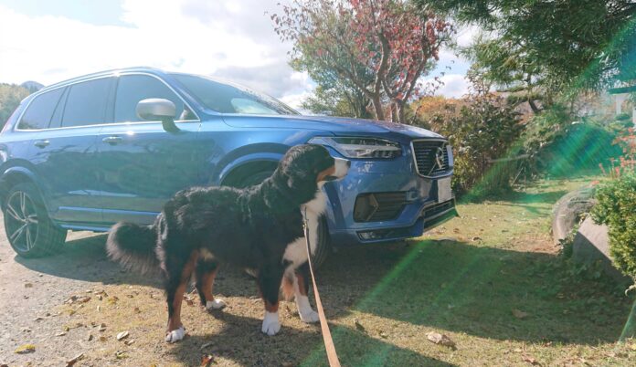 愛犬マッチングサイト「ブリーダーナビ」『VOLVO WITH PET FAIR』への特別協賛を決定！のメイン画像