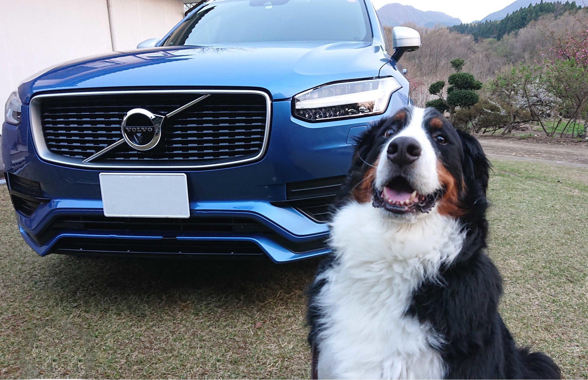 愛犬マッチングサイト「ブリーダーナビ」『VOLVO WITH PET FAIR』への特別協賛を決定！のサブ画像1