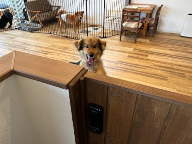 保護犬ケアのスキルを働きながら学ぶ「WANキャリア」、認定NPO法人キドックスが提供開始のサブ画像4