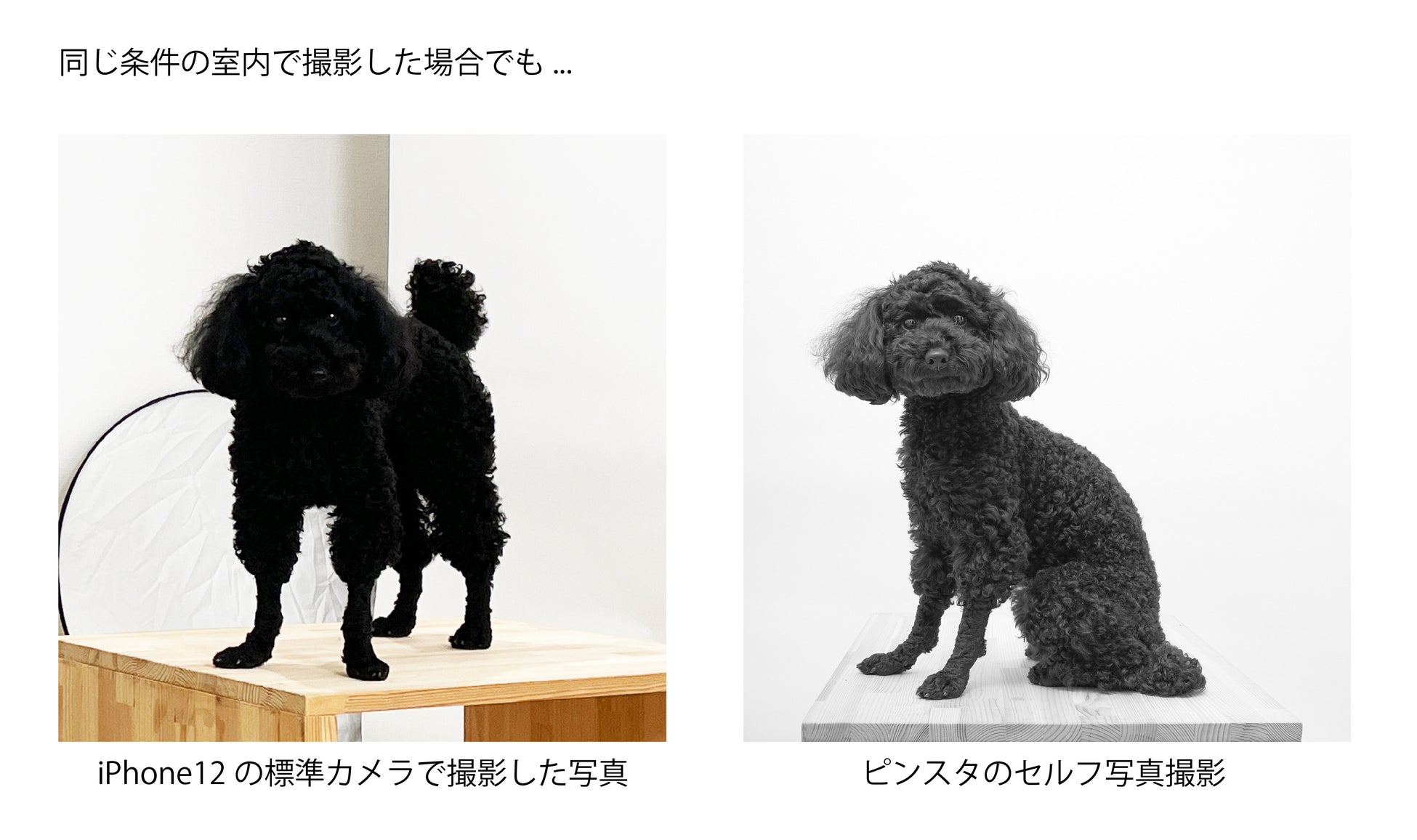 ペットと撮ったその日を記念日に！ペットと一緒に撮影ができるセルフ写真館『ピンスタ代々木公園』オープンのサブ画像5