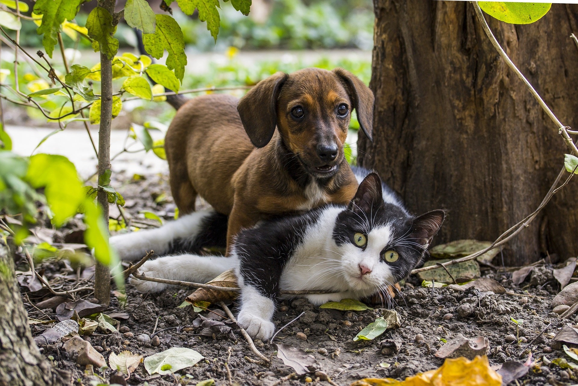 ペットの健康を最新テクノロジーでバックアップ！「Dog&Cat Healty Station ピーサポ」OPENのお知らせのサブ画像2