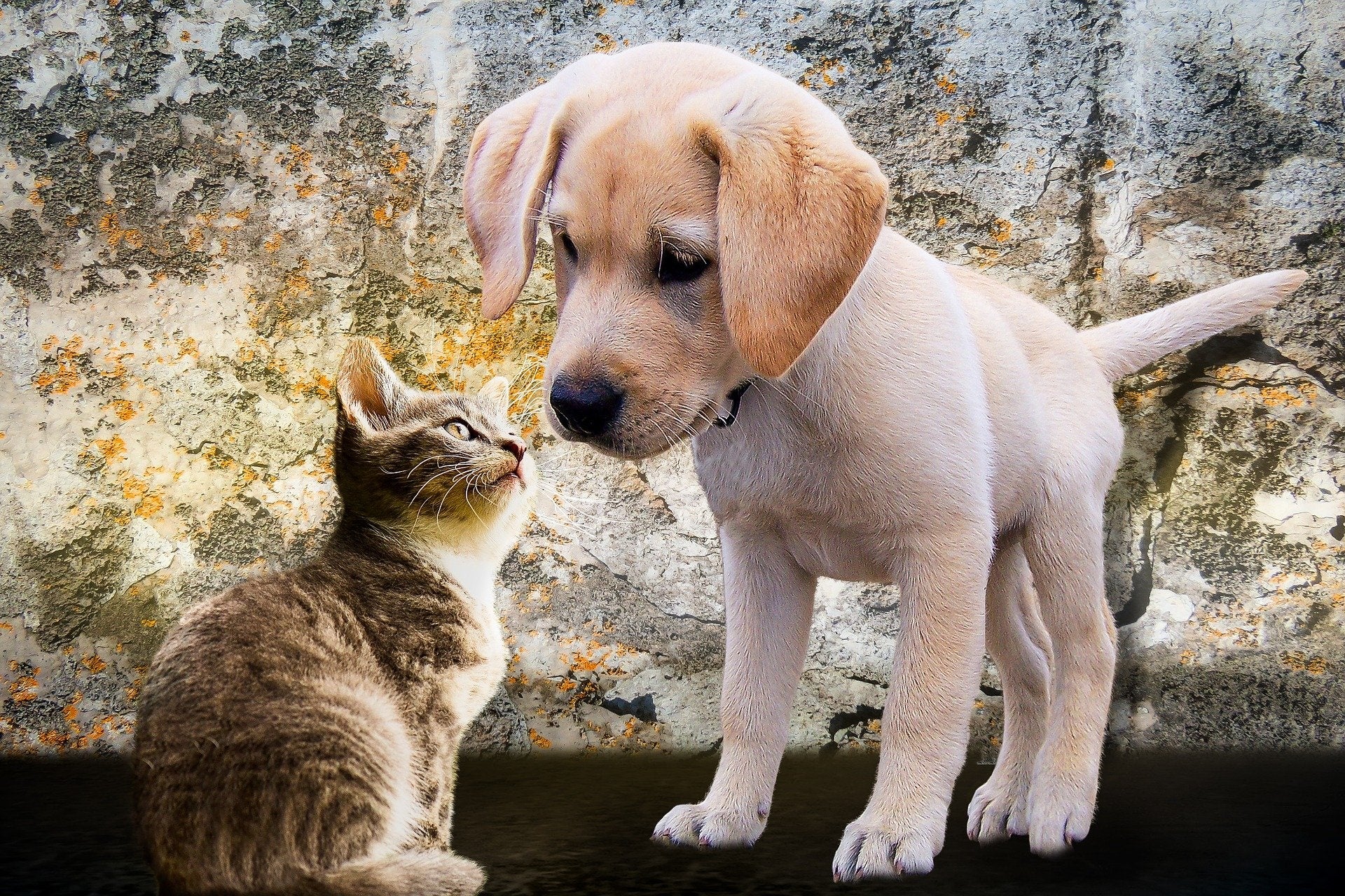 ペットの健康を最新テクノロジーでバックアップ！「Dog&Cat Healty Station ピーサポ」OPENのお知らせのサブ画像3