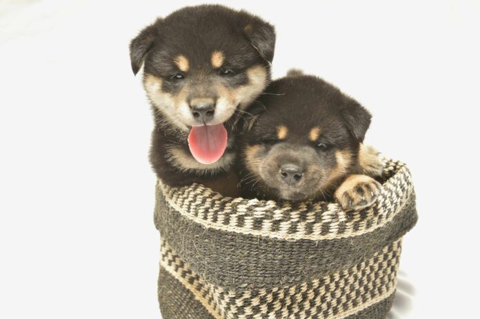 渋谷のカフェ「Pocem」で子犬との暮らし方講座を開催！ お茶を味わいながら、楽しいわんこライフのための心得を学ぶのメイン画像