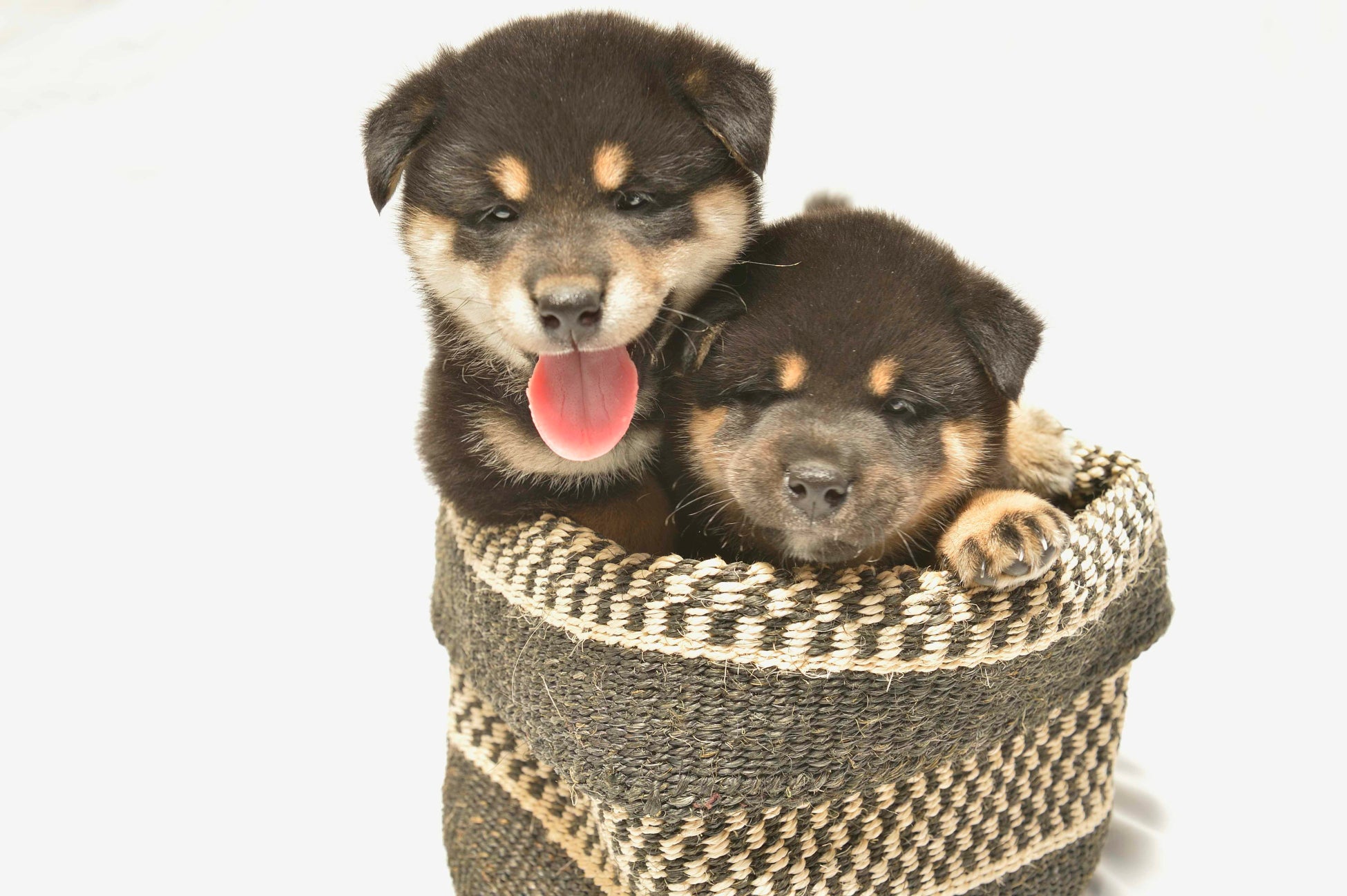 渋谷のカフェ「Pocem」で子犬との暮らし方講座を開催！ お茶を味わいながら、楽しいわんこライフのための心得を学ぶのサブ画像1_©Minako Okuyama