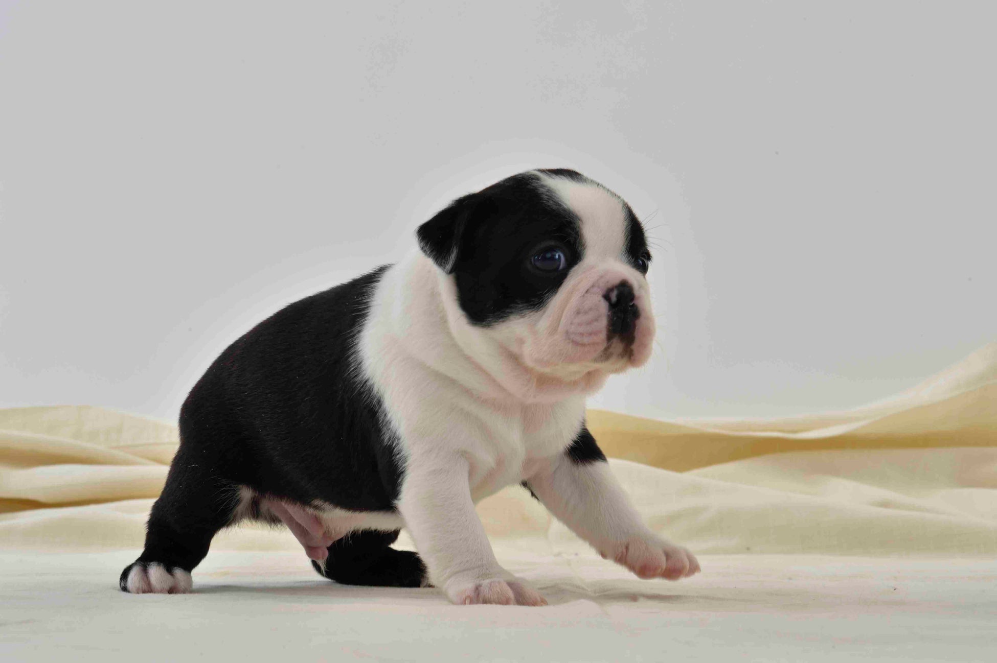 渋谷のカフェ「Pocem」で子犬との暮らし方講座を開催！ お茶を味わいながら、楽しいわんこライフのための心得を学ぶのサブ画像2_©Masayuki Satoh