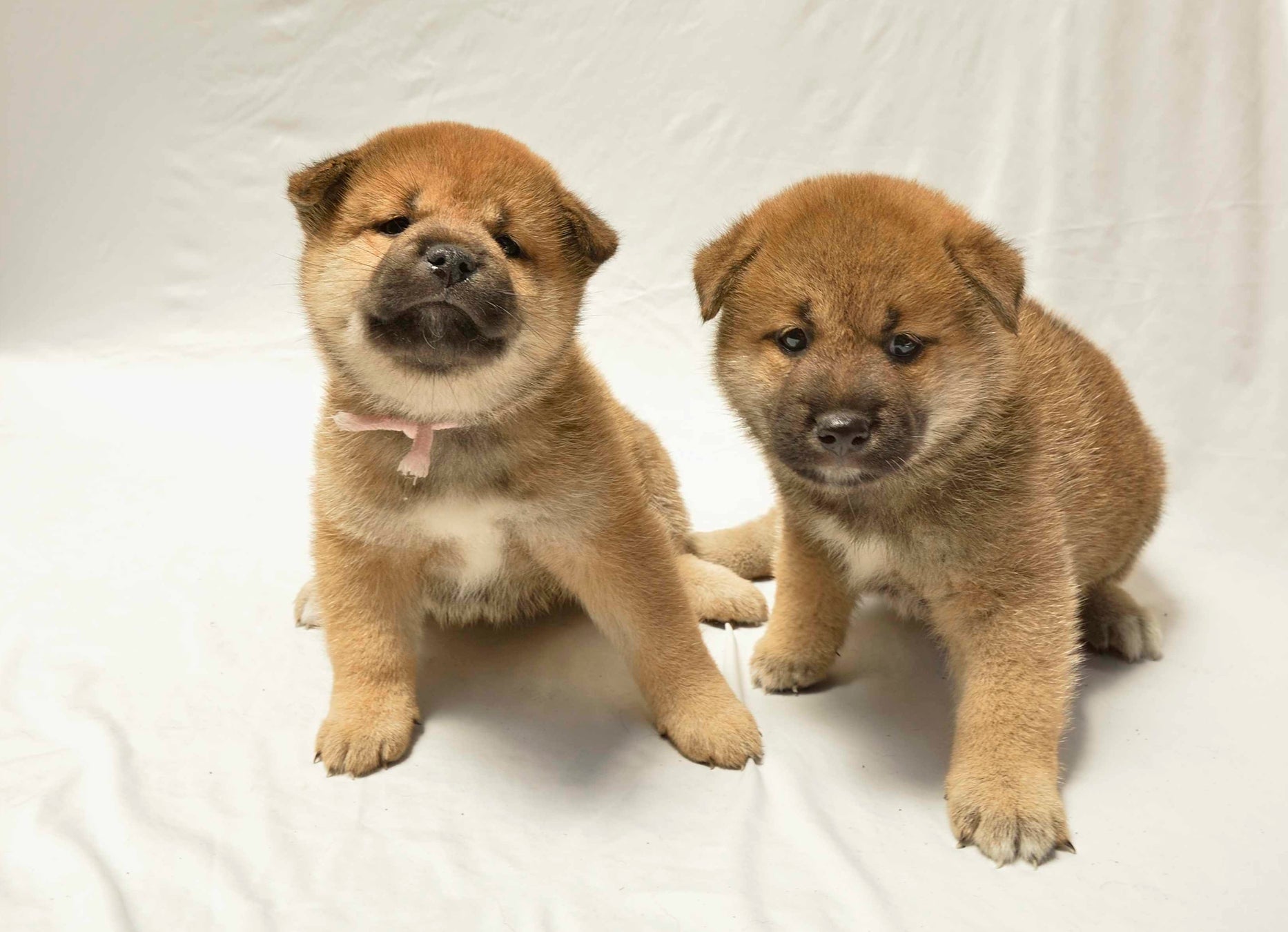 渋谷のカフェ「Pocem」で子犬との暮らし方講座を開催！ お茶を味わいながら、楽しいわんこライフのための心得を学ぶのサブ画像3_©Minako Okuyama