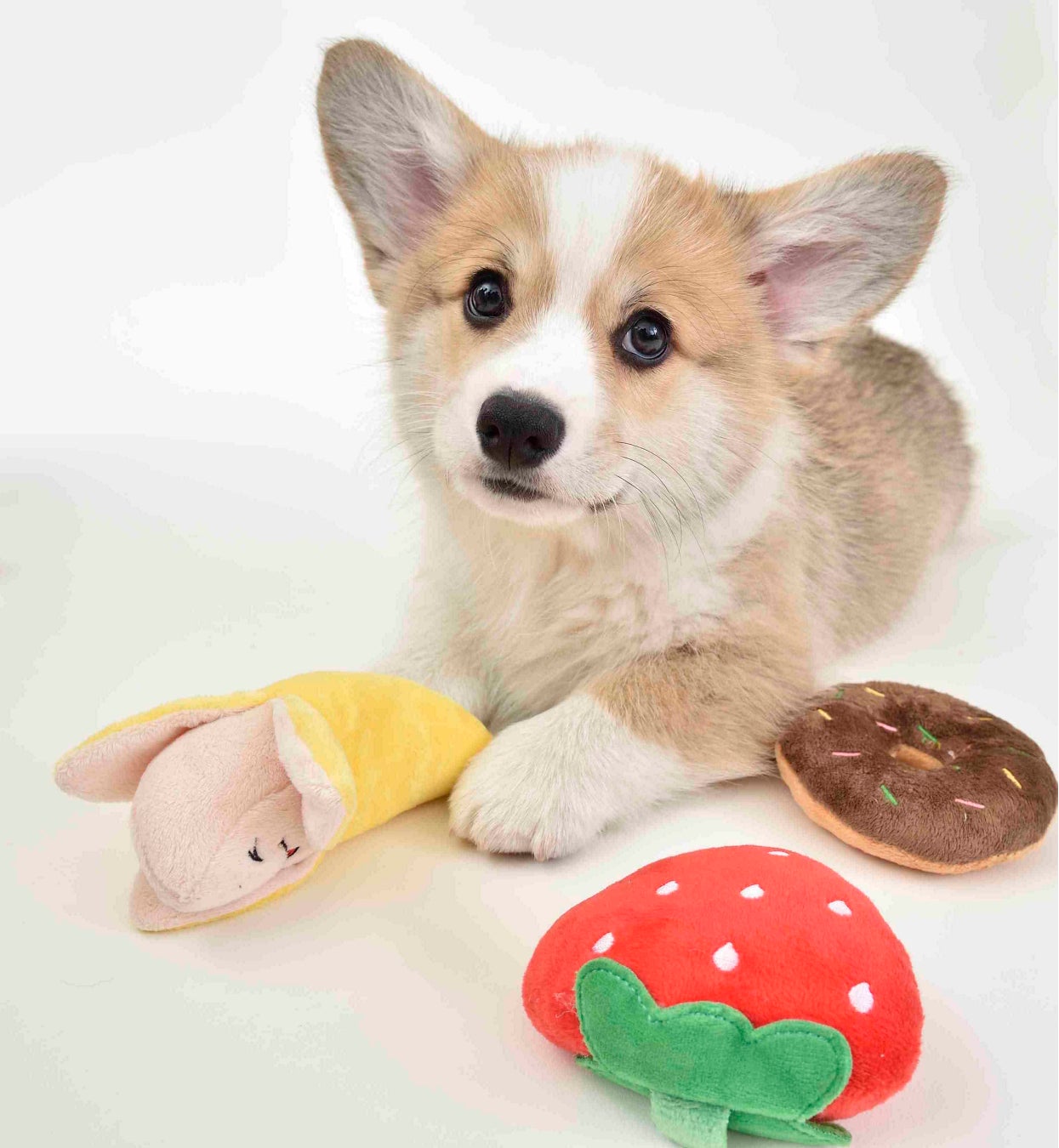 渋谷のカフェ「Pocem」で子犬との暮らし方講座を開催！ お茶を味わいながら、楽しいわんこライフのための心得を学ぶのサブ画像4_©Masayuki Satoh