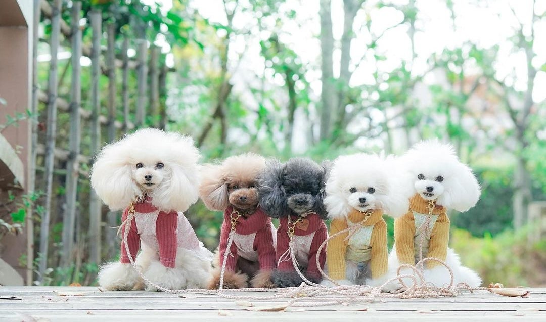 【インスタで話題】おしゃれな首輪とリードで愛犬をもっと可愛く！本革オーダーメイドで作るリード＆首輪。のサブ画像3