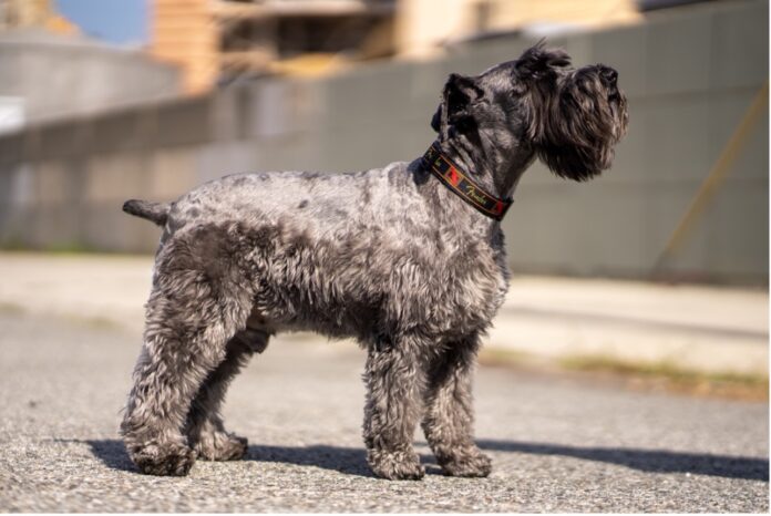 楽器メーカー「フェンダー」初となる犬用アクセサリーが登場！カナダのアクセサリーメーカー「Perri’s」による首輪とリードが日本フェンダー公式オンラインショップにて7月26日より販売開始のメイン画像