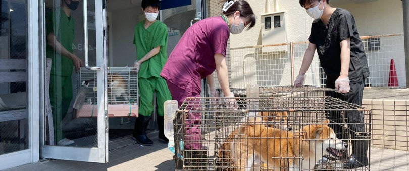 静岡の大雨で被災した犬32頭を救助、飼い主様へお返しのサブ画像3_▲全頭無事にお返しできることが決まり、犬たちの搬送準備を行う様子