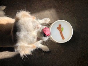 イギリス ロンドン発の人気雑貨ブランド「SUCK UK」からワンちゃん用のペットボウル「Fetch Stick Dog Bowl」を発売！のサブ画像2