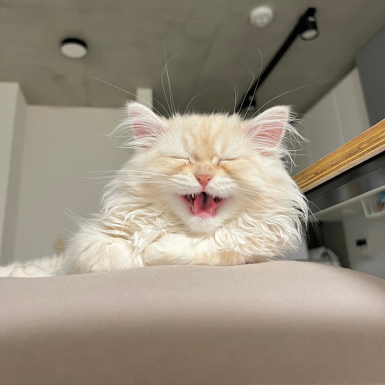 【日本最大級のねこ写真パネル＆グッズ展「ねこにすと５０　ねこにすとEXPO」〜浅草猫篇〜】浅草・台東館にて大型コラボ特別３DAYS開催！のサブ画像17