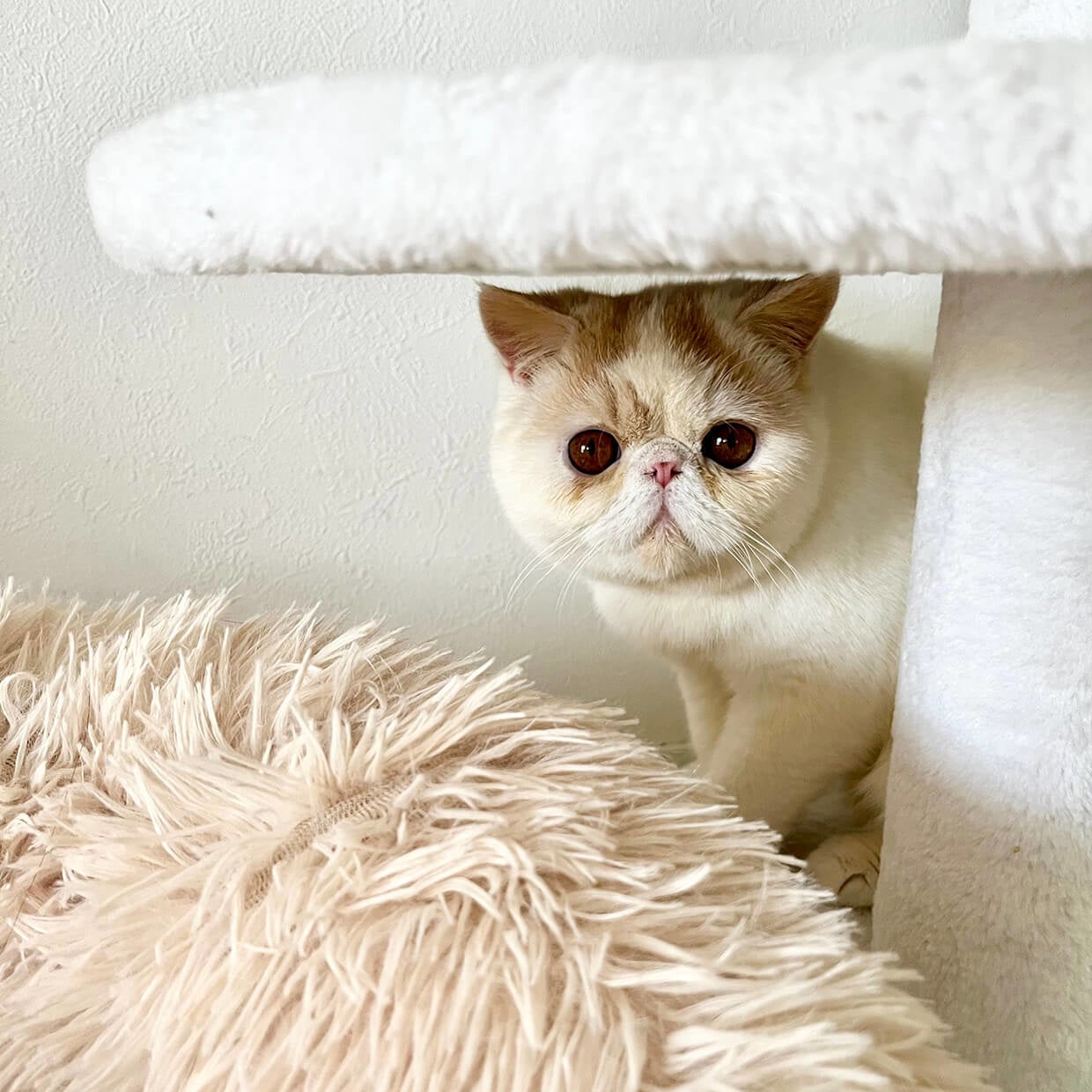 【日本最大級のねこ写真パネル＆グッズ展「ねこにすと５０　ねこにすとEXPO」〜浅草猫篇〜】浅草・台東館にて大型コラボ特別３DAYS開催！のサブ画像18