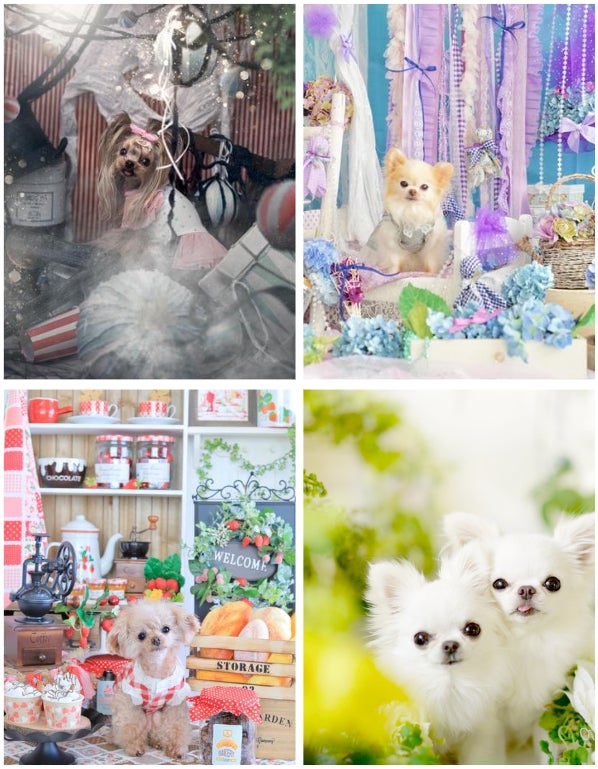 夢のドッグイベント！！愛犬の可愛い写真が撮り放題！  ”豪華”トップクリエイターたちが作り出す14のセルフ撮影フォトブースフェア2022夏  2022年8月1日よりイチホテル浅草橋にて開催のサブ画像3_※写真はアーティスト過去作品です。実際のブースではございません。