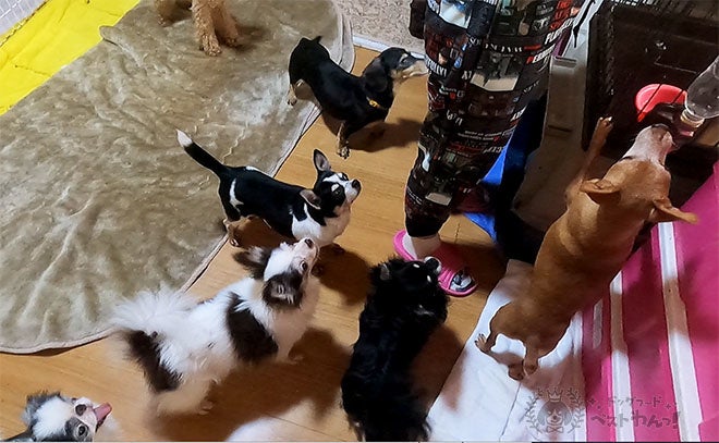 NPO法人動物愛護団体フェアリーハウスと協力しドッグフードの食いつきを調査しました！のサブ画像1