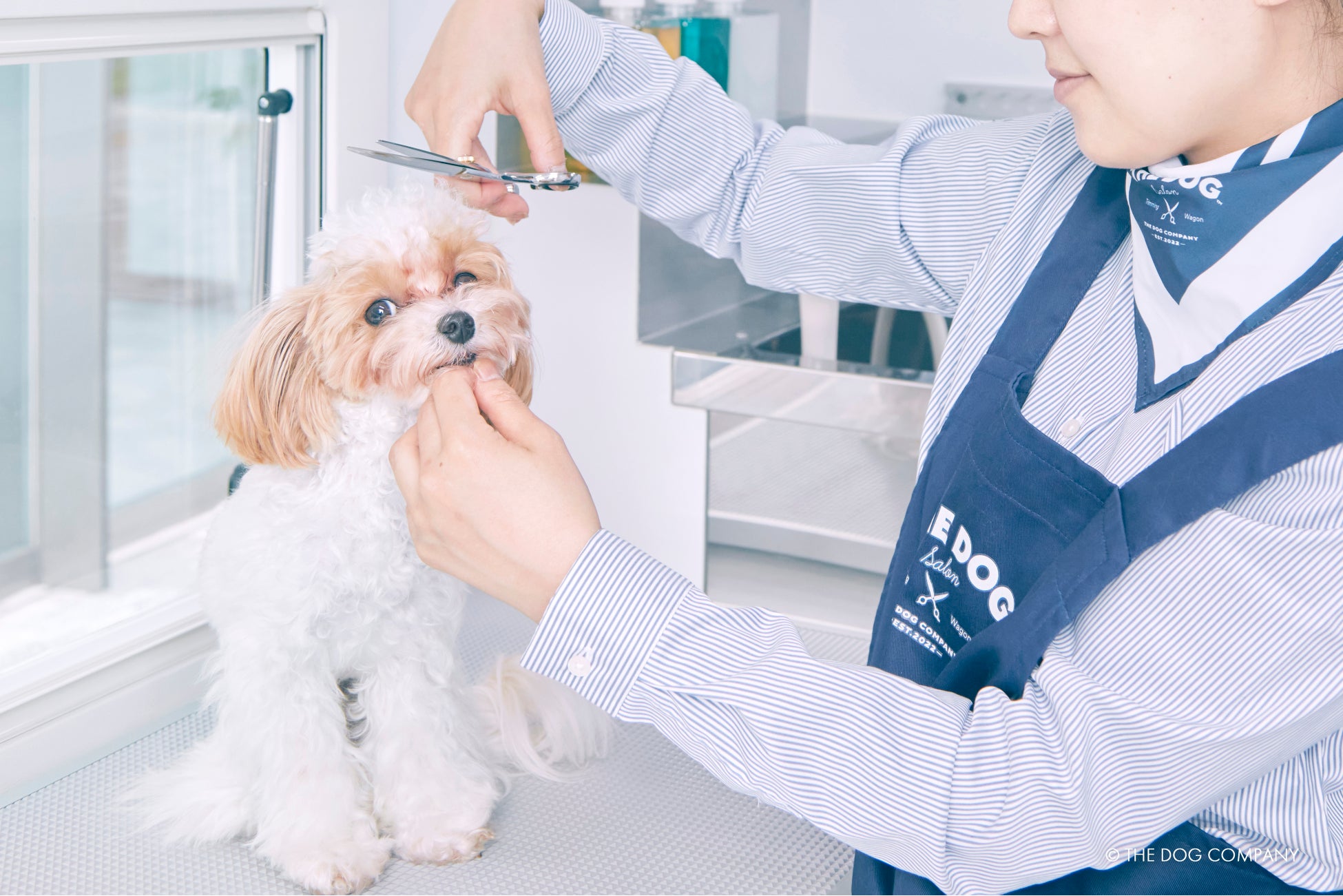 日本初フランチャイズによる移動型ペットサロン「THE DOG SALON Trimming Wagon」始動！のサブ画像2
