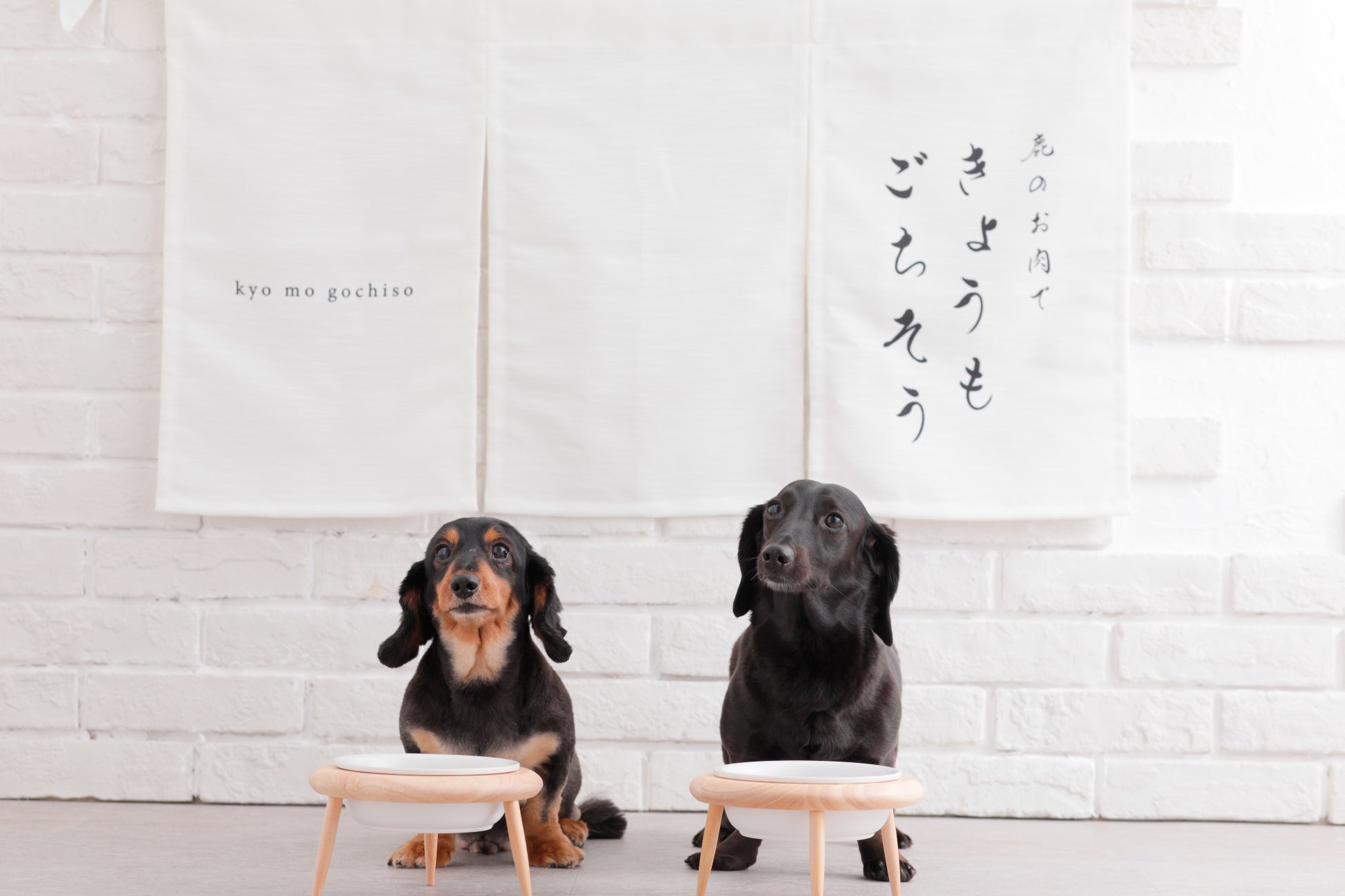 小さな家族（わんちゃん）の健康のお手伝いをしたい！犬用総合栄養食「鹿のお肉できょうもごちそう」が８月１日発売！のサブ画像2