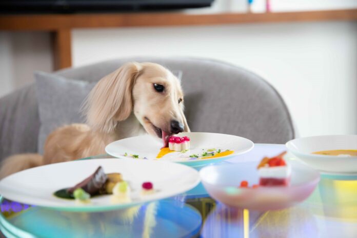 【W大阪】愛犬と一緒に泊まるP.A.W.パッケージに新プランが登場！ワンちゃんのためのシェフ特製コース料理が楽しめる宿泊プランのメイン画像