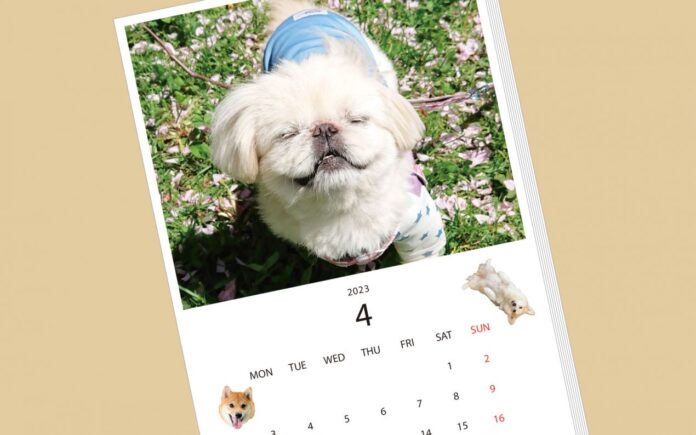 「わらう犬」の写真を募集。世界中をハッピーにしちゃう「わらう犬」カレンダーを制作する試みを、一歩踏み出すきっかけメディア「more felissimo」が展開のメイン画像