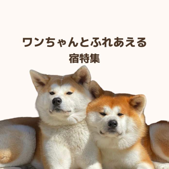 もふもふワンちゃんと触れ合える！「看板犬がいる宿特集」を公開のメイン画像
