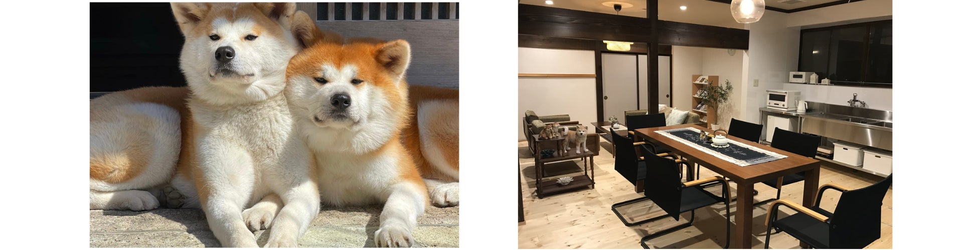 もふもふワンちゃんと触れ合える！「看板犬がいる宿特集」を公開のサブ画像1