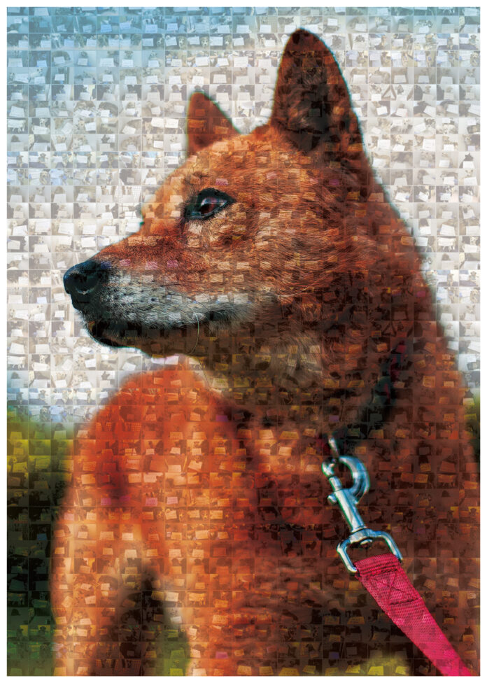 犬の殺処分ゼロを目指す『ピースワンコ ・ジャパン』プロジェクト、SBINFT Marketにて”保護犬NFT✖️寄付”展開中！のメイン画像