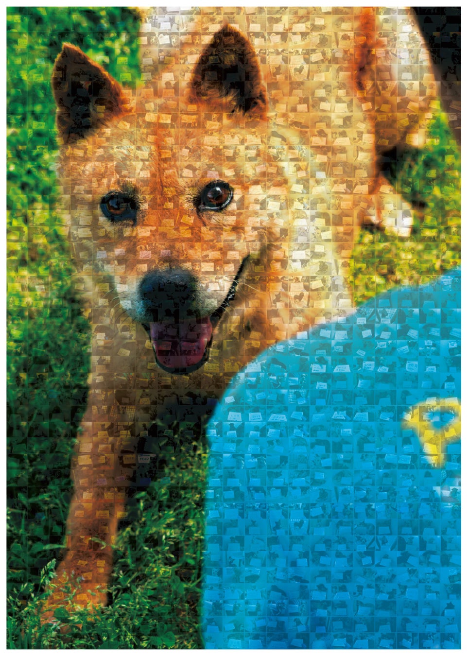 犬の殺処分ゼロを目指す『ピースワンコ ・ジャパン』プロジェクト、SBINFT Marketにて”保護犬NFT✖️寄付”展開中！のサブ画像3_災害救助犬「夢之丞」笑顔