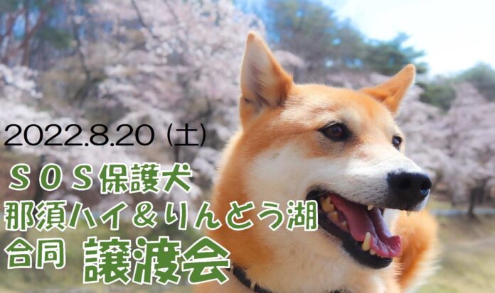 保護犬専用ドッグランも新登場！SOS保護犬譲渡会 開催のお知らせ！のメイン画像