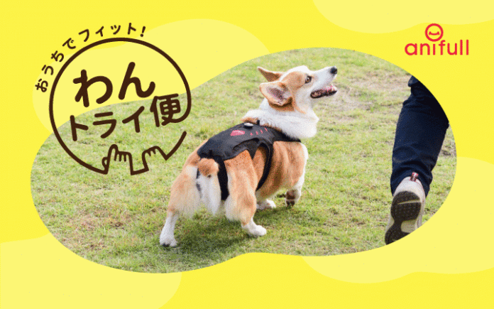 【株式会社anifull】動物用のサポーターが自宅で試着できるサービス「わんトライ便」スタート！のメイン画像