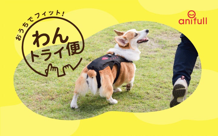 【株式会社anifull】動物用のサポーターが自宅で試着できるサービス「わんトライ便」スタート！のサブ画像1