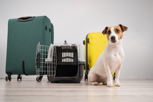 愛犬と公共交通機関を利用したことがある人は〇％！「乗りづらい…」「同伴搭乗できる飛行機を利用してみたい」と言う声も【飼い主200人アンケート】のサブ画像12