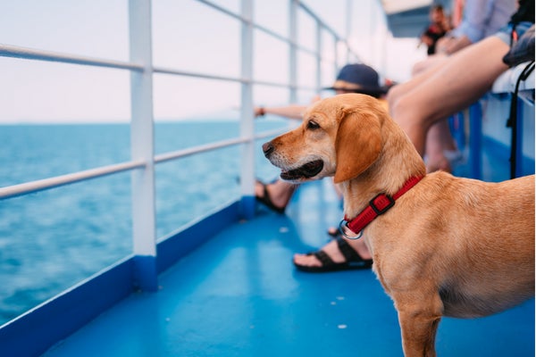 愛犬と公共交通機関を利用したことがある人は〇％！「乗りづらい…」「同伴搭乗できる飛行機を利用してみたい」と言う声も【飼い主200人アンケート】のサブ画像13