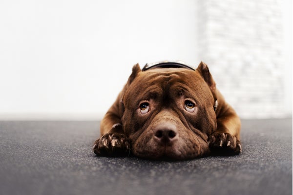 愛犬と公共交通機関を利用したことがある人は〇％！「乗りづらい…」「同伴搭乗できる飛行機を利用してみたい」と言う声も【飼い主200人アンケート】のサブ画像14