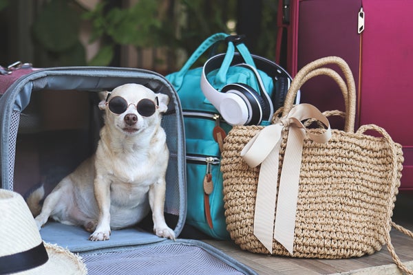 愛犬と公共交通機関を利用したことがある人は〇％！「乗りづらい…」「同伴搭乗できる飛行機を利用してみたい」と言う声も【飼い主200人アンケート】のサブ画像15