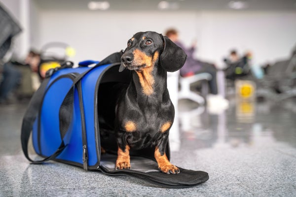 愛犬と公共交通機関を利用したことがある人は〇％！「乗りづらい…」「同伴搭乗できる飛行機を利用してみたい」と言う声も【飼い主200人アンケート】のサブ画像7