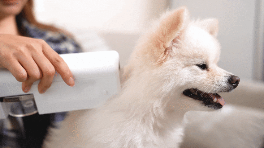 【ペットケア革命】お風呂に代わる衛生管理！片手でペットを清潔に導くHygieneのサブ画像4