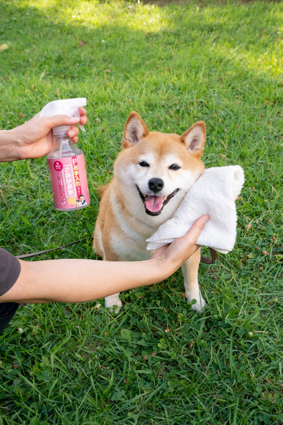 俳優 坂上忍がアニマルケア＆掃除・消臭用品ビジネスに初参入！愛犬・愛猫のためのケア＆掃除・消臭用品第一弾。動物保護ハウス「さかがみ家」ブランドのスプレーシリーズ全5種を発売のサブ画像2_製品使用イメージ