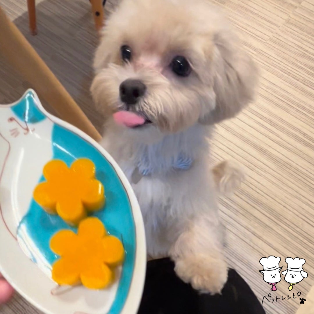 「ペットレシピ.jp」がオープン！全レシピ栄養計算済の犬猫用の手作りご飯レシピサイトのサブ画像2_かぼちゃ寒天
