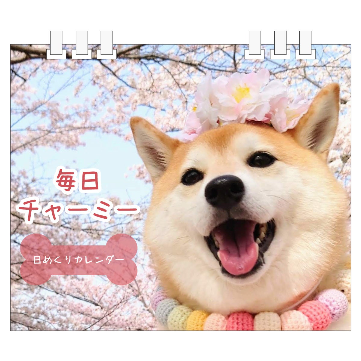 【柴犬チャーミー×ヴィレッジヴァンガード】コラボグッズ発売決定！！のサブ画像8