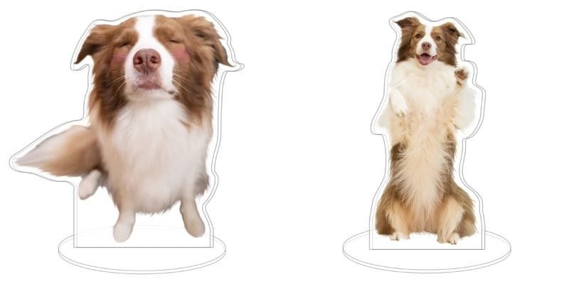【ボーダーコリーのリーリエ×ヴィレッジヴァンガード】～コラボグッズ発売決定！！～のサブ画像17