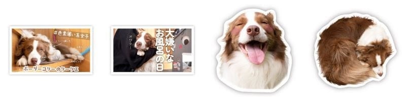 【ボーダーコリーのリーリエ×ヴィレッジヴァンガード】～コラボグッズ発売決定！！～のサブ画像18