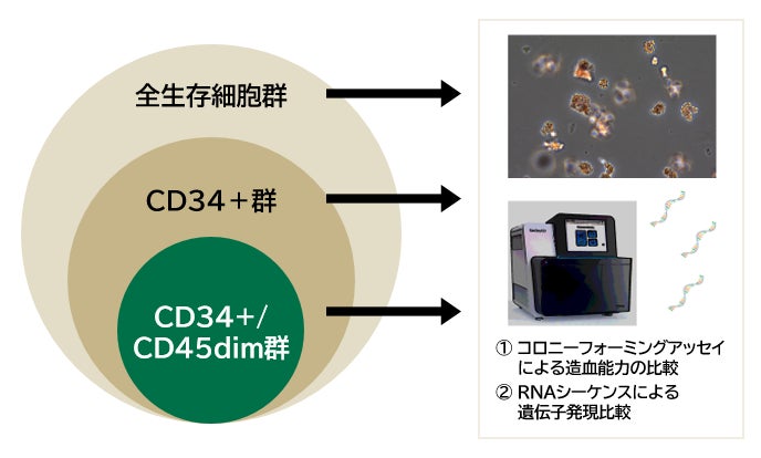 イヌの血液のもとになる細胞群の性質を解明のサブ画像1_▲イヌ骨髄から採取した細胞の解析の流れ：セルソーターを用いて「全生存細胞群」「CD34＋群」「CD34+CD45dim群」の3群に分離された後、コロニーフォーミングアッセイとRNAシーケンスを用いて各群の解析が実施されました。