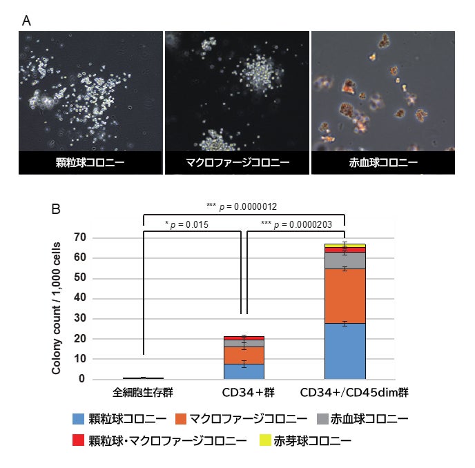 イヌの血液のもとになる細胞群の性質を解明のサブ画像2_▲コロニーフォーミングアッセイによる造血能力の比較